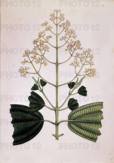 MUTIS CELESTINO 1732-1808
LAMINA 2579-MICONIA FLORIBUNDA
MADRID, JARDIN BOTANICO
MADRID

This