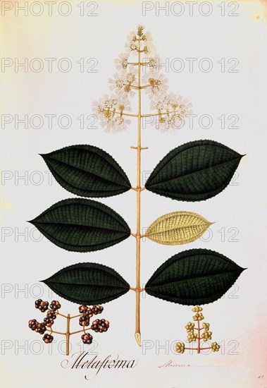 MUTIS CELESTINO 1732-1808
LAMINA 2585-MICONIA ACINODENDRON
MADRID, JARDIN