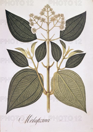 MUTIS CELESTINO 1732-1808
LAMINA 2586-MICONIA CAPITELLATA
MADRID, JARDIN BOTANICO
MADRID

This