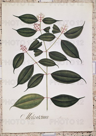 MUTIS CELESTINO 1732-1808
LAMINA-MICONIA LATERIFLORA
MADRID, JARDIN BOTANICO
MADRID

This