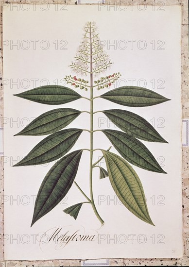 MUTIS CELESTINO 1732-1808
LAMINA-MICONIA
MADRID, JARDIN BOTANICO
MADRID

This image is not
