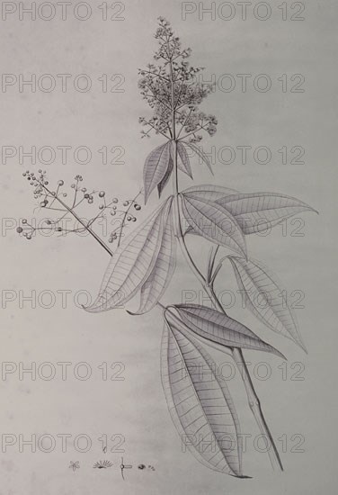 MUTIS CELESTINO 1732-1808
LAMINA-MICONIA LONGIFOLIA
MADRID, JARDIN BOTANICO
MADRID

This image