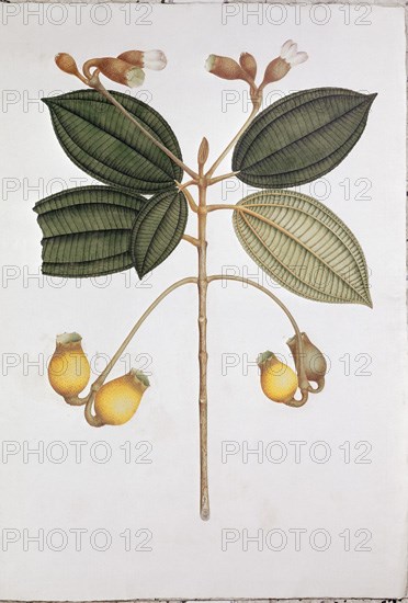 MUTIS CELESTINO 1732-1808
LAMINA-HUILAEA MUTISIANA
MADRID, JARDIN BOTANICO
MADRID

This image