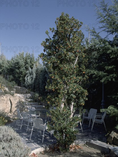 TERRAZA Y MADROÑO CON FRUTOS
TORRELODONES, COLECCION JUAN MORAL(CASA)
MADRID

This image is not