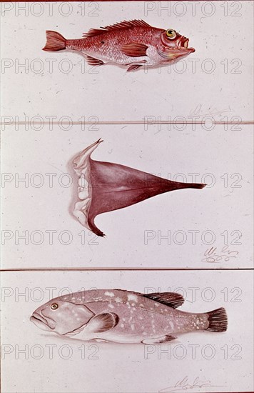 LAMINA DE PESCADO BLANCO GALLINETA RAPE Y MERO

This image is not downloadable. Contact us for