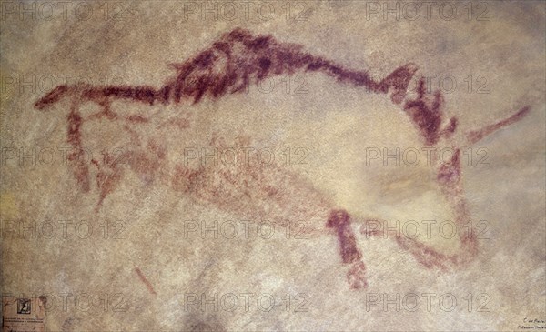 PINTURA RUPESTRE DEL CASTRO DE COAÑA- BISONTE
OVIEDO, MUSEO ARQUEOLOGICO
ASTURIAS

This image