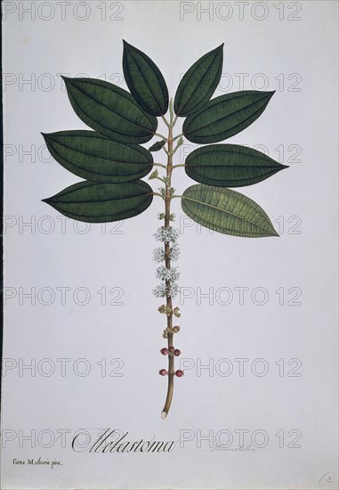 MUTIS CELESTINO 1732-1808
LAMINA 4-HENRIETELLA SEEMANII
MADRID, JARDIN BOTANICO
MADRID

This