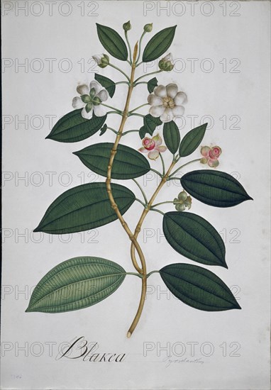 MUTIS CELESTINO 1732-1808
LAMINA 15-BLAKEA GRANATENSIS
MADRID, JARDIN BOTANICO
MADRID

This