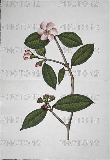MUTIS CELESTINO 1732-1808
LAMINA 17-BLAKEA HLTONII
MADRID, JARDIN BOTANICO
MADRID

This image