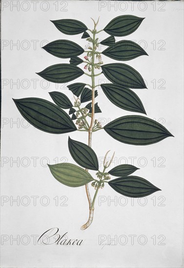 MUTIS CELESTINO 1732-1808
LAMINA 19-TOPOBEA
MADRID, JARDIN BOTANICO
MADRID

This image is not