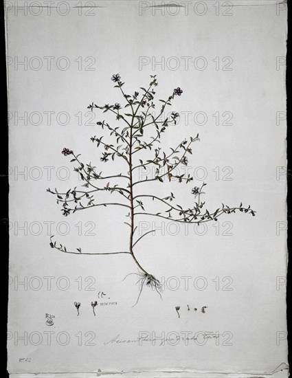 MUTIS CELESTINO 1732-1808
LAMINA 26-ACISANTHERA QUEDRATA PERS
MADRID, JARDIN