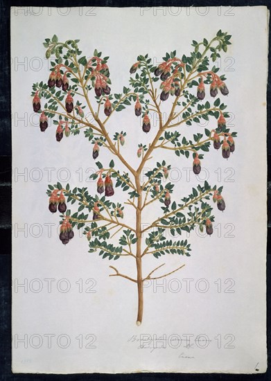 MUTIS CELESTINO 1732-1808
LAMINA 29-BRACHYOTUM STRIGOSUM
MADRID, JARDIN BOTANICO
MADRID

This