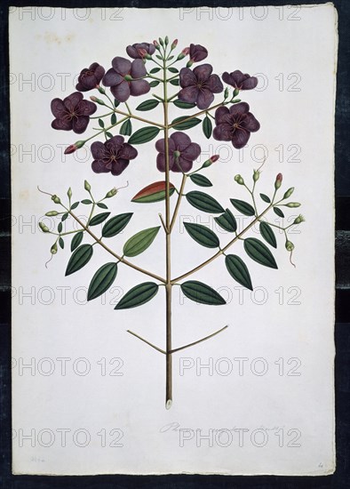 MUTIS CELESTINO 1732-1808
LAMINA 37-TRIBOUCHINA LINDENIANA
MADRID, JARDIN