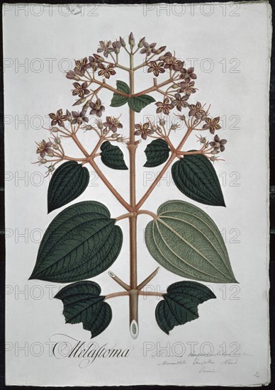 MUTIS CELESTINO 1732-1808
LAMINA 39-TRIBOUCHINA MOLLIS
MADRID, JARDIN BOTANICO
MADRID

This