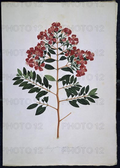 MUTIS CELESTINO 1732-1808
LAMINA 40-BLUCQUETIA GLUTINOSA
MADRID, JARDIN BOTANICO
MADRID

This