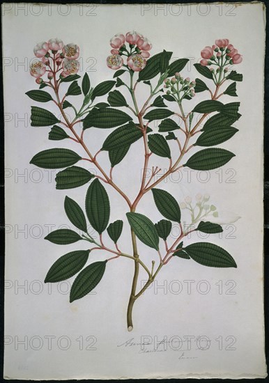 MUTIS CELESTINO 1732-1808
LAMINA 47-AXINAEA MACROPHYLLA
MADRID, JARDIN BOTANICO
MADRID

This