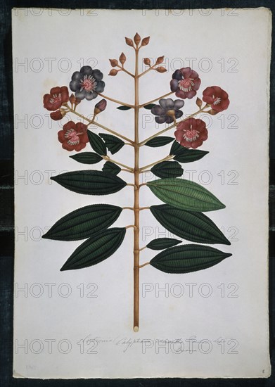 MUTIS CELESTINO 1732-1808
LAMINA 49-CENTRONIA BRACHYCERA
MADRID, JARDIN BOTANICO
MADRID

This