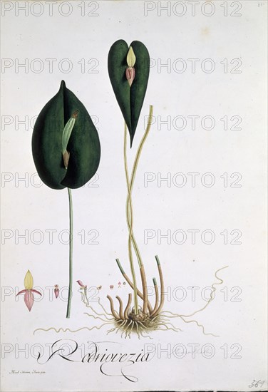 MUTIS CELESTINO 1732-1808
ORQUIDEA - LAMINA 347
MADRID, JARDIN BOTANICO
MADRID

This image is