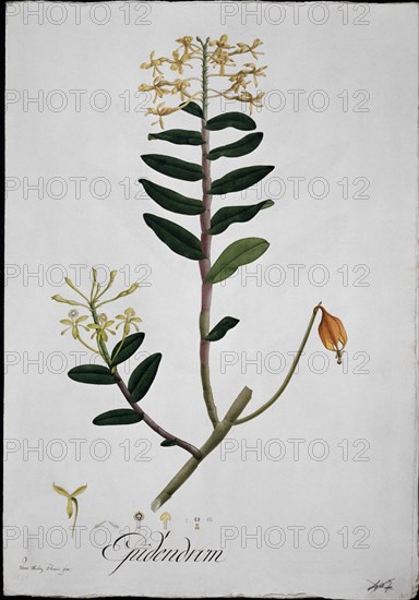 MUTIS CELESTINO 1732-1808
ORQUIDEA - LAMINA 381
MADRID, JARDIN BOTANICO
MADRID

This image is