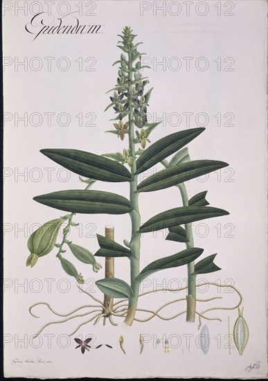 MUTIS CELESTINO 1732-1808
ORQUIDEA - LAMINA 383
MADRID, JARDIN BOTANICO
MADRID

This image is