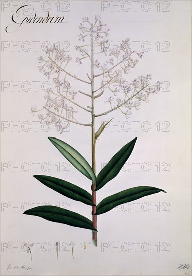 MUTIS CELESTINO 1732-1808
ORQUIDEA - LAMINA 403
MADRID, JARDIN BOTANICO
MADRID

This image is
