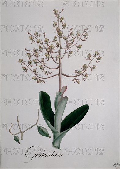 MUTIS CELESTINO 1732-1808
ORQUIDEA - LAMINA 405
MADRID, JARDIN BOTANICO
MADRID

This image is