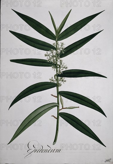 MUTIS CELESTINO 1732-1808
ORQUIDEA - LAMINA 407
MADRID, JARDIN BOTANICO
MADRID

This image is