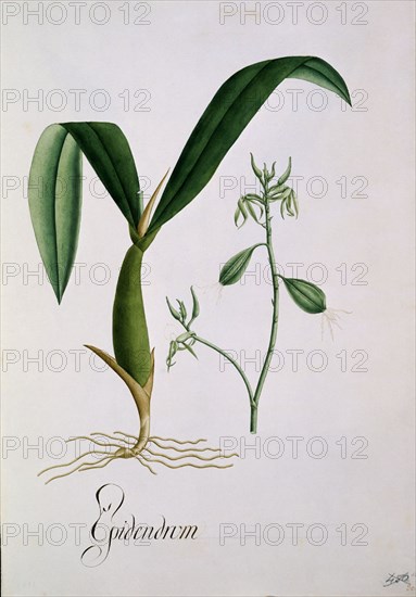 MUTIS CELESTINO 1732-1808
ORQUIDEA - LAMINA 418
MADRID, JARDIN BOTANICO
MADRID

This image is