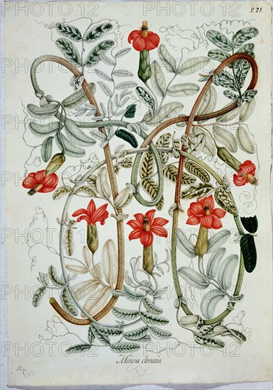 MUTIS CELESTINO 1732-1808
LAMINA - MURISIA CLEMANTIS
MADRID, JARDIN BOTANICO
MADRID

This