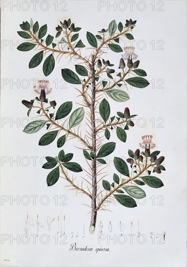 MUTIS CELESTINO 1732-1808
LAMINA - BARNADESIA SPINOSA
MADRID, JARDIN BOTANICO
MADRID

This