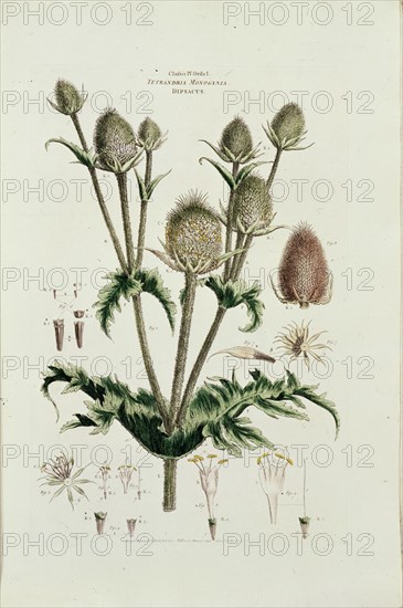 MUTIS CELESTINO 1732-1808
LAMINA - TETRANDRIA MONOGINIA DIPSACUS
MADRID, JARDIN