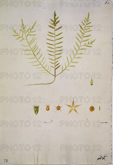 MUTIS CELESTINO 1732-1808
LIBRO CYPERACEAS-LAMINA 47
MADRID, JARDIN BOTANICO
MADRID

This