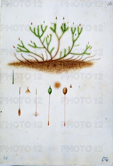 MUTIS CELESTINO 1732-1808
LIBRO CYPERACEAS-LAMINA 54
MADRID, JARDIN BOTANICO
MADRID

This
