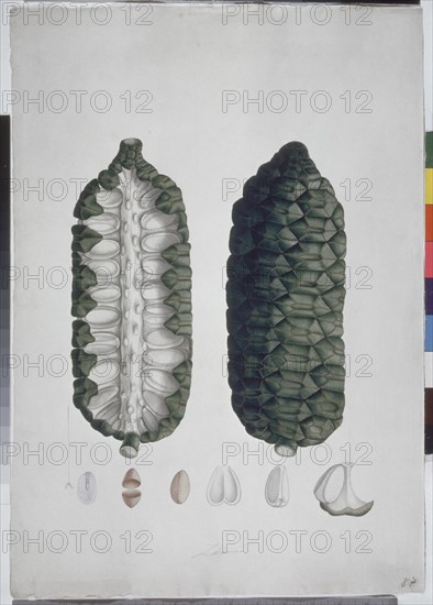 MUTIS CELESTINO 1732-1808
LIBRO CYPERACEAS-LAMINA 87
MADRID, JARDIN BOTANICO
MADRID

This
