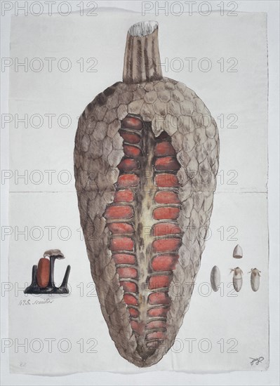MUTIS CELESTINO 1732-1808
LIBRO CYPERACEAS-LAMINA 88
MADRID, JARDIN BOTANICO
MADRID

This