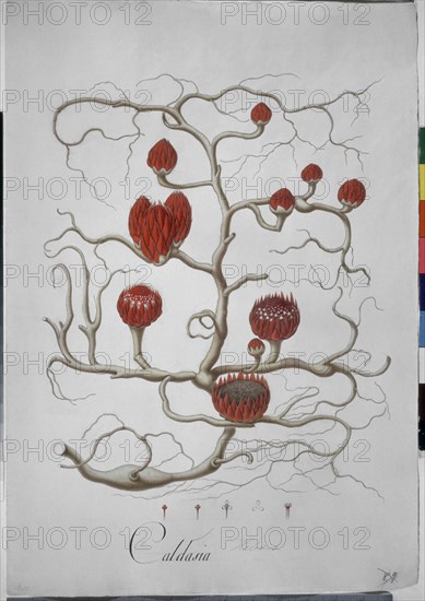 MUTIS CELESTINO 1732-1808
LIBRO CYPERACEAS-LAMINA 89
MADRID, JARDIN BOTANICO
MADRID

This