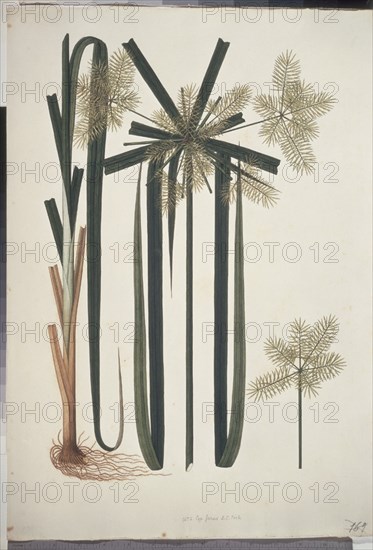 MUTIS CELESTINO 1732-1808
LIBRO CYPERACEAS-LAMINA 168
MADRID, JARDIN BOTANICO
MADRID

This