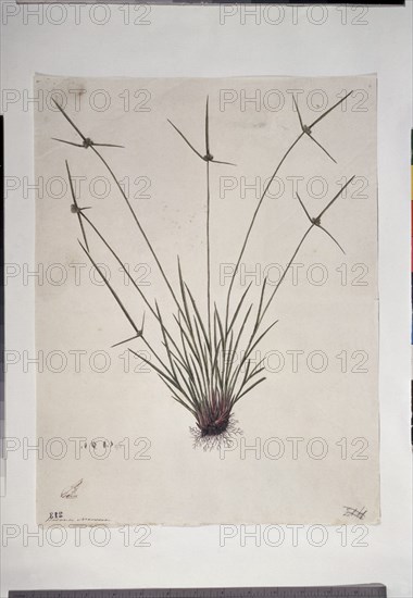 MUTIS CELESTINO 1732-1808
LIBRO CYPERACEAS-LAMINA 213
MADRID, JARDIN BOTANICO
MADRID

This
