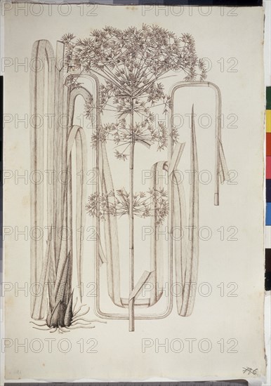 MUTIS CELESTINO 1732-1808
LIBRO CYPERACEAS - LAMINA 195/A
MADRID, JARDIN BOTANICO
MADRID

This