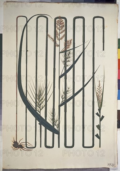 MUTIS CELESTINO 1732-1808
LIBRO CYPERACEAS - LAMINA 191
MADRID, JARDIN BOTANICO
MADRID

This