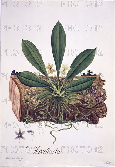 MUTIS CELESTINO 1732-1808
ORQUIDEAS - LAMINA 432    MAXILLARIA
MADRID, JARDIN
