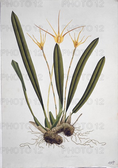 MUTIS CELESTINO 1732-1808
ORQUIDEAS - LAMINA 433
MADRID, JARDIN BOTANICO
MADRID

This image is