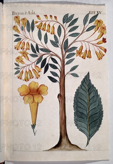 MARTINEZ COMPAÑON 1737/97
TRUJILLO DEL PERU-LAMINA XV-FLORA-FRESNO
MADRID, PALACIO