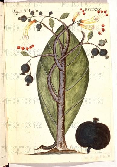 MARTINEZ COMPAÑON 1737/97
TRUJILLO DEL PERU-LAMINA XXV-FLORA-JAGUA-HUI
MADRID, PALACIO