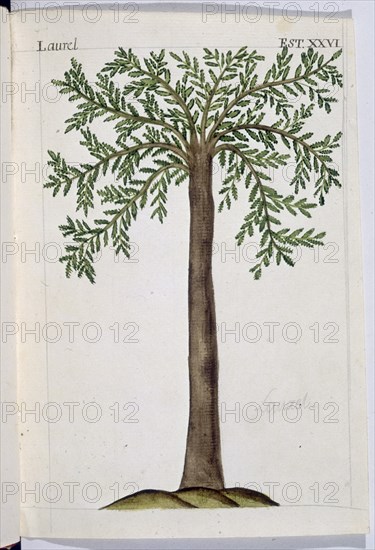 MARTINEZ COMPAÑON 1737/97
TRUJILLO DEL PERU-LAMINA XXVI-FLORA-LAUREL
MADRID, PALACIO
