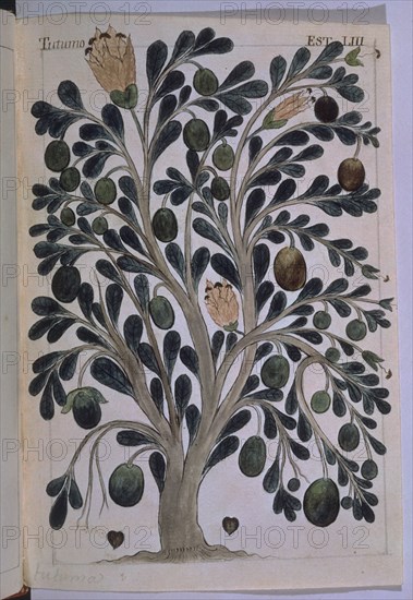 MARTINEZ COMPAÑON 1737/97
TRUJILLO DEL PERU-LAMINA LIII-TUTUMO
MADRID, PALACIO