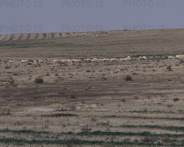 REBAÑO DE OVEJAS PASTANDO POR LOS MONEGROS
PROVINCIA, EXTERIOR
ZARAGOZA