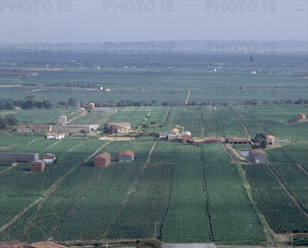 PANORAMICA DE LA VERA DEL TIETAR-PLANTACIONES DE TABACO
PROVINCIA, CUENCA DEL