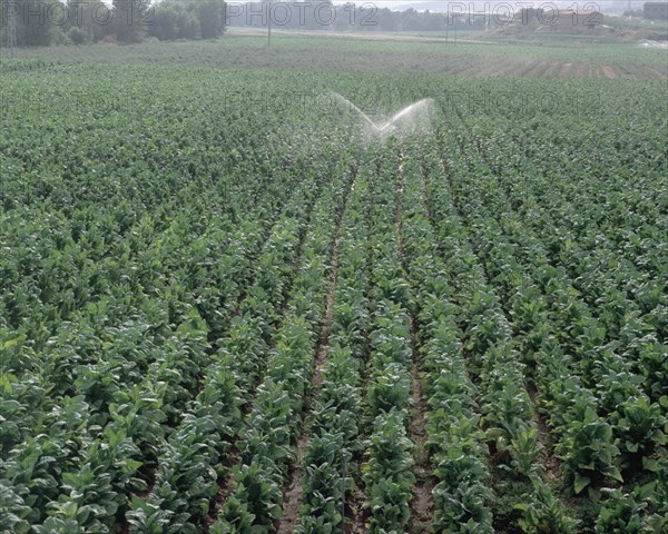 PLANTACION DE TABACO CON RIEGO POR ASPERSION  -
PROVINCIA, CUENCA DEL TIETAR
CACERES

This