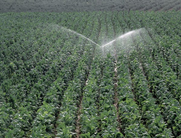 PLANTACION DE TABACO REGADA POR SISTEMA DE ASPERSION -
PROVINCIA, CUENCA DEL